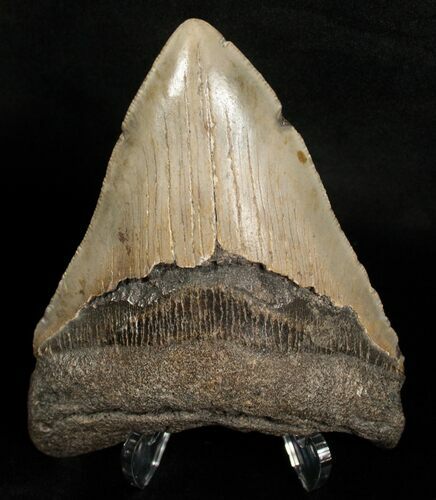 Megalodon Tooth - Carolinas #6315